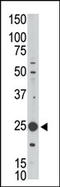 MAGE Family Member H1 antibody, AP13145PU-N, Origene, Western Blot image 