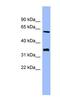 Hdc Homolog, Cell Cycle Regulator antibody, NBP1-58113, Novus Biologicals, Western Blot image 