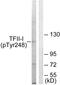 General Transcription Factor IIi antibody, PA5-38338, Invitrogen Antibodies, Western Blot image 