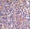 Thymocyte Selection Associated antibody, LS-C161855, Lifespan Biosciences, Immunohistochemistry paraffin image 