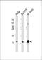 G Protein Subunit Gamma 12 antibody, 61-147, ProSci, Western Blot image 