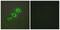 Cytochrome P450 Family 19 Subfamily A Member 1 antibody, abx013974, Abbexa, Western Blot image 