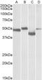 Meis Homeobox 2 antibody, LS-C113020, Lifespan Biosciences, Western Blot image 