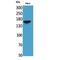 Jagged Canonical Notch Ligand 1 antibody, LS-C387165, Lifespan Biosciences, Western Blot image 