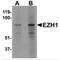 Enhancer Of Zeste 1 Polycomb Repressive Complex 2 Subunit antibody, MBS150348, MyBioSource, Western Blot image 