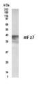 Frizzled Class Receptor 7 antibody, NBP2-23624, Novus Biologicals, Western Blot image 