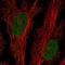 Dual specificity protein kinase CLK2 antibody, HPA059507, Atlas Antibodies, Immunofluorescence image 