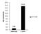 Far Upstream Element Binding Protein 1 antibody, PA5-28061, Invitrogen Antibodies, Chromatin Immunoprecipitation image 