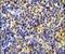 IKAROS Family Zinc Finger 1 antibody, PA5-23728, Invitrogen Antibodies, Immunohistochemistry frozen image 