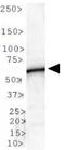 Phospholipid Transfer Protein antibody, GTX30230, GeneTex, Western Blot image 