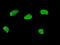 Msh Homeobox 2 antibody, H00004488-M04, Novus Biologicals, Immunofluorescence image 