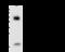 RNA Polymerase II Subunit D antibody, GTX02361, GeneTex, Immunoprecipitation image 