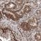 F-Box And Leucine Rich Repeat Protein 8 antibody, HPA035588, Atlas Antibodies, Immunohistochemistry paraffin image 