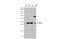Nucleolar Protein 3 antibody, GTX113889, GeneTex, Western Blot image 