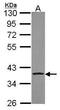 Cathepsin S antibody, PA5-30002, Invitrogen Antibodies, Western Blot image 