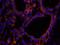 SCH antibody, IHC-00193, Bethyl Labs, Immunofluorescence image 