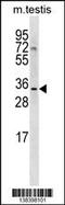SHANK Associated RH Domain Interactor antibody, 59-941, ProSci, Western Blot image 
