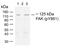 Protein Tyrosine Kinase 2 antibody, 700154, Invitrogen Antibodies, Western Blot image 