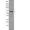 Forkhead Box O4 antibody, abx215460, Abbexa, Western Blot image 