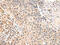 Villin 1 antibody, CSB-PA877248, Cusabio, Immunohistochemistry frozen image 