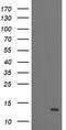 Phosphodiesterase 6G antibody, CF503736, Origene, Western Blot image 