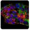 SYCP3 antibody, NBP2-23487, Novus Biologicals, Immunocytochemistry image 