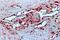 VEGF antibody, NB100-664, Novus Biologicals, Immunohistochemistry paraffin image 