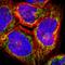 Armadillo Repeat Containing 10 antibody, HPA011036, Atlas Antibodies, Immunofluorescence image 