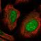 CLDN1 antibody, PA5-56273, Invitrogen Antibodies, Immunofluorescence image 