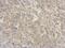 Ribonuclease A Family Member 11 (Inactive) antibody, NBP2-20172, Novus Biologicals, Immunohistochemistry frozen image 