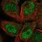 Protocadherin Gamma Subfamily C, 5 antibody, NBP2-58262, Novus Biologicals, Immunofluorescence image 