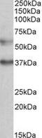 Mitochondrial Calcium Uptake 1 antibody, MBS422775, MyBioSource, Western Blot image 
