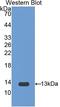 Interleukin 1 Receptor Type 1 antibody, LS-C299431, Lifespan Biosciences, Western Blot image 