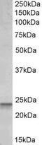 BCL2 Binding Component 3 antibody, PA5-19387, Invitrogen Antibodies, Western Blot image 