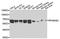 Ribosomal Protein S6 Kinase B2 antibody, A1541, ABclonal Technology, Western Blot image 
