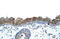Zinc Finger Protein 397 antibody, 29-106, ProSci, Immunohistochemistry paraffin image 