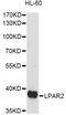 Lysophosphatidic Acid Receptor 2 antibody, A14819, ABclonal Technology, Western Blot image 