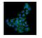 Syndecan 1 antibody, PB9743, Boster Biological Technology, Immunofluorescence image 