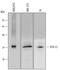 Ubiquitin C-Terminal Hydrolase L3 antibody, AF6008, R&D Systems, Western Blot image 