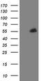 PHD Finger Protein 7 antibody, TA505119, Origene, Western Blot image 