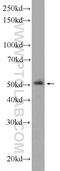 Leupaxin antibody, 11307-1-AP, Proteintech Group, Western Blot image 