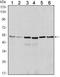 BCL10 Immune Signaling Adaptor antibody, NBP1-51524, Novus Biologicals, Western Blot image 