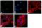 Eukaryotic translation initiation factor 2 subunit 1 antibody, AHO0802, Invitrogen Antibodies, Immunofluorescence image 