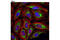 Dihydrolipoamide S-Acetyltransferase antibody, 12362S, Cell Signaling Technology, Immunocytochemistry image 