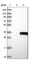 MORN Repeat Containing 3 antibody, HPA038710, Atlas Antibodies, Western Blot image 