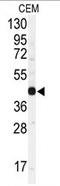 Connexin-43 antibody, AP11568PU-N, Origene, Western Blot image 