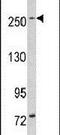 Leucine-rich repeat serine/threonine-protein kinase 1 antibody, PA5-13868, Invitrogen Antibodies, Western Blot image 