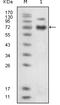 P54760 antibody, A00690-1, Boster Biological Technology, Western Blot image 