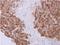 Profilin 2 antibody, NBP1-31629, Novus Biologicals, Immunohistochemistry paraffin image 