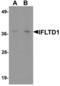 Lamin Tail Domain Containing 1 antibody, A16307, Boster Biological Technology, Western Blot image 
